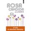ROSA CANDIDA